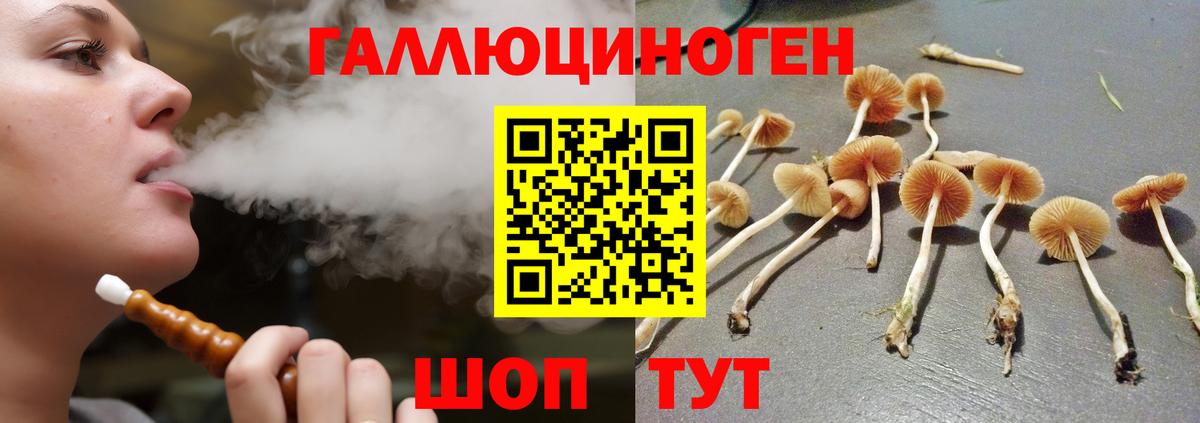 Галлюциногенные грибы Psilocybine cubensis Красногорск